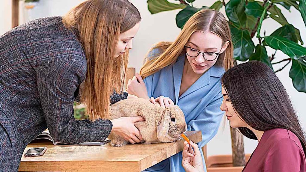Pet Perks: How important are they? Data indicates it is very important in competitive employment market 6 Bunnies in the workplace Pivotal HR Solutions Blog
